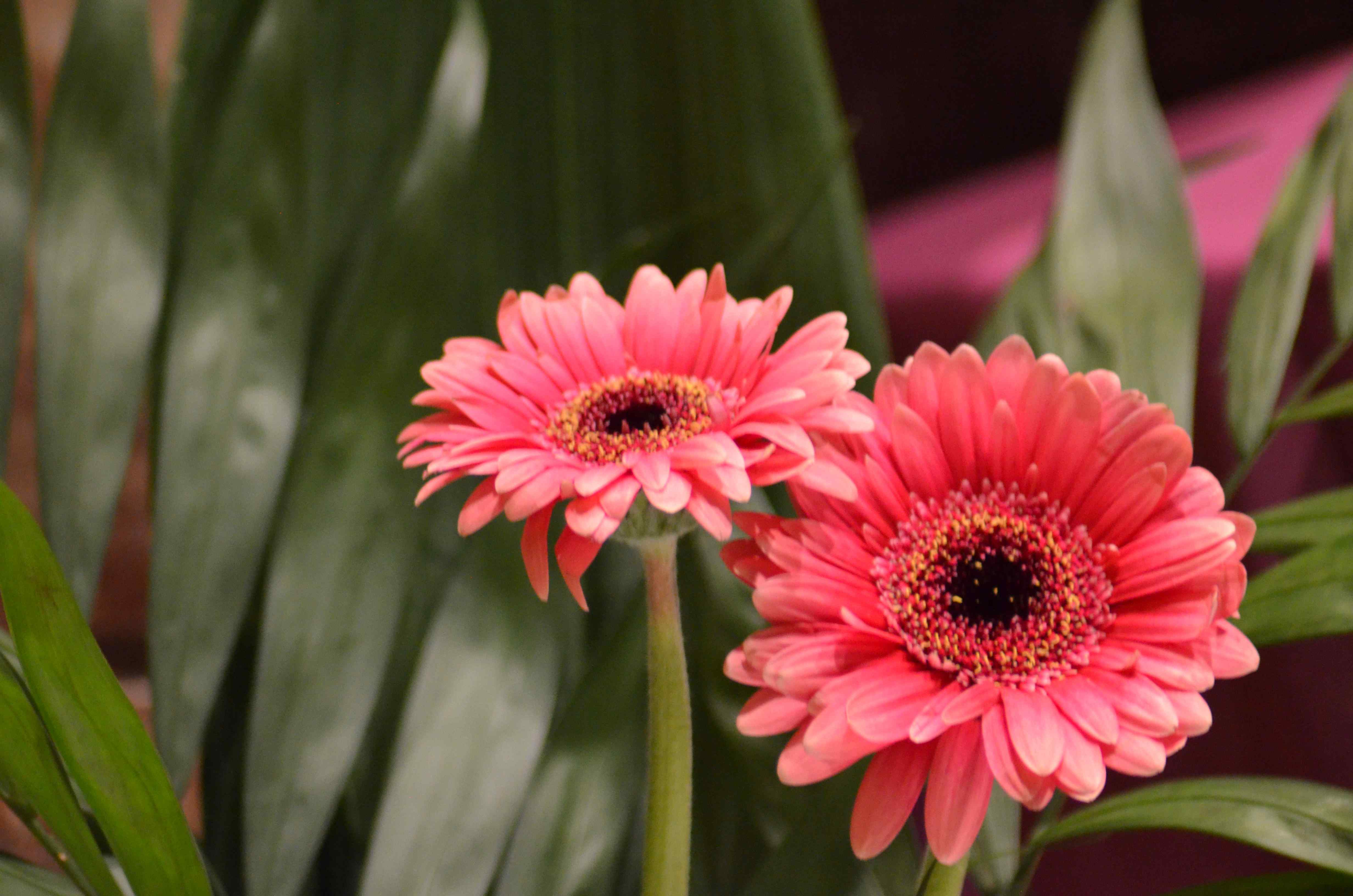 No s'ha trobat l'arxiu